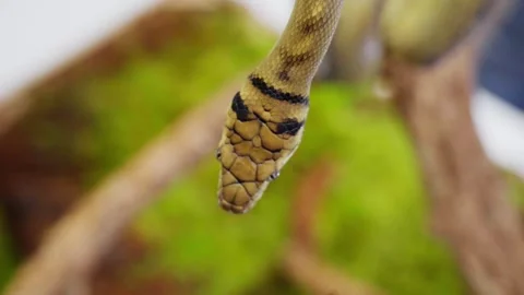 Slow motion close-up of a snake hanging with detailed scale texture and movement Stock Footage 308532325
