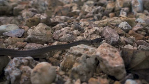 SLOW MOTION CLOSE UP OF SNAKE SLITHERING SHALLOW DEPTH OF FIELD Stock Footage 84189437