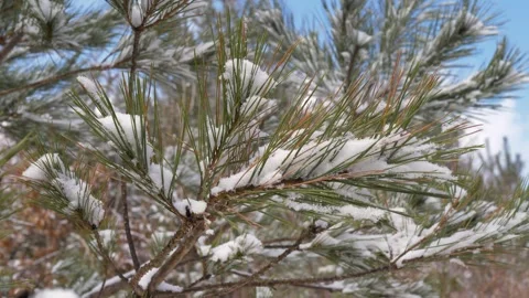 Slow motion close-up of snowy needle leaves on winter pine branches along Vidéo 335010328