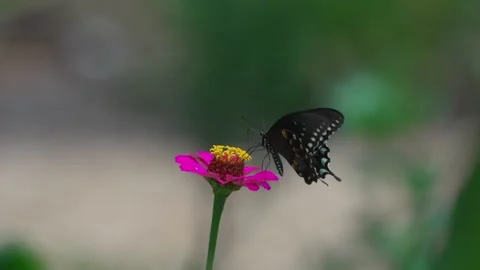 Slow Motion Close-Up of Spicebush Swallowtail Butterfly Nectaring on Pink Zinnia Stock Footage 342758020