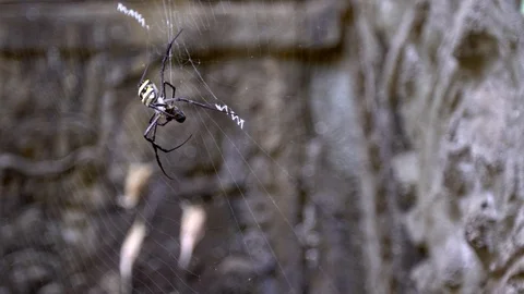 Slow motion. Close up of spider at a Cambodian temple, biting bug in its web-Dan Stock Footage 119056203