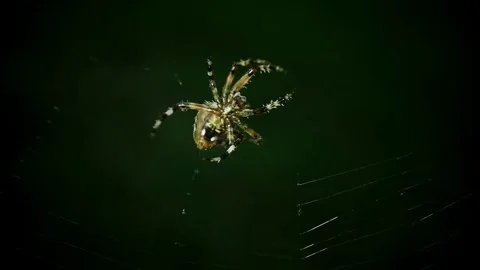 Slow motion close up of spider weaving its web Video stock 69219217