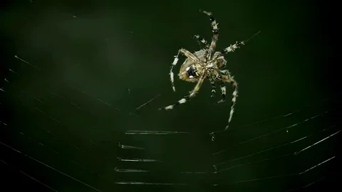 Slow motion close up of spider weaving its web Video stock 69225971