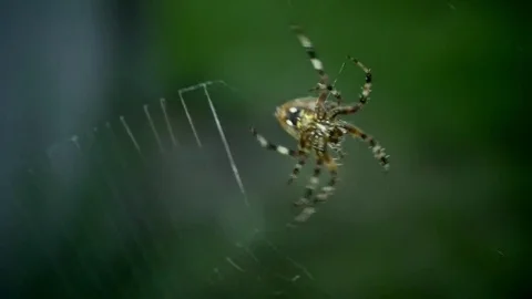Slow motion close up of spider weaving its web Video stock 69242668