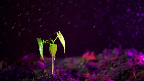 Slow motion close up spraying  water to plant. Watering the plant. Stock Footage 196643191