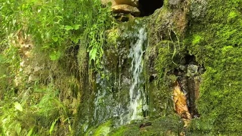 Slow motion close up of spring water as it falls and drips over green moss Stock Footage 272310155