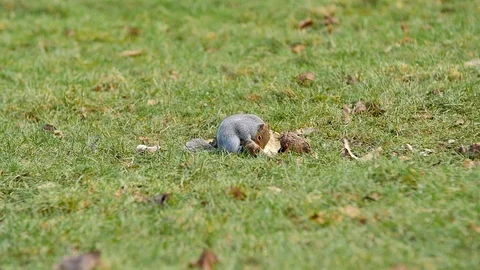 Slow motion Close up of squirrel eating, cute fluffy grey common rodent on grass Stock Footage 85696265