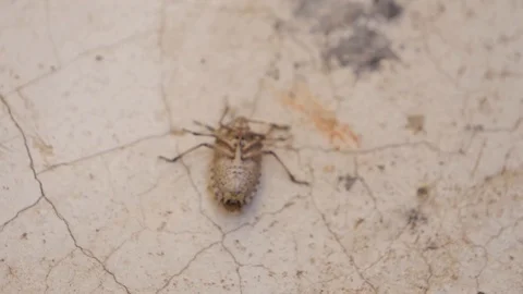 Slow motion close up of a stink bug flipping itself over after being stuck Stock Footage 118831924