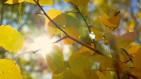 Slow motion, close-up of sun light through Aspen leaves. Stock Footage 99517973