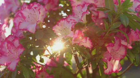 SLOW MOTION, CLOSE UP: Sun rays shining through beautiful lush blooming azalea Stock Footage 191454935