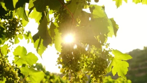Slow motion, close up of sun rays shining through a vine grapes and leaves, in Stock Footage 341893479