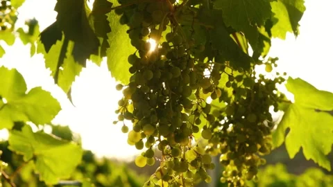 Slow motion, close up of sun rays shining through a vine grapes and leaves, in Stock Footage 341893561