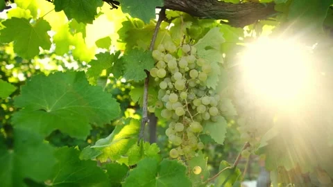 Slow motion, close up of sun rays shining through a vine grapes and leaves, in Stock Footage 345070761