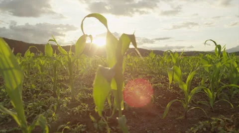 SLOW MOTION CLOSE UP: Sun shining through young maize on cornfield at sunset Stock Footage 50621677