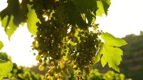 Slow motion, close up of the sun shining through a vine grapes and leaves, in a Stock Footage 341893494