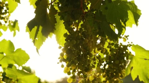 Slow motion, close up of the sun shining through a vine grapes and leaves, in a Stock Footage 341893523