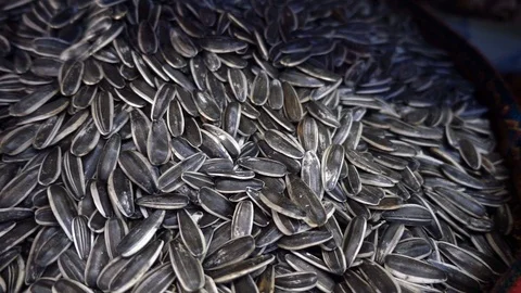Slow Motion Close Up Sunflower Seed Stock Footage 95055029