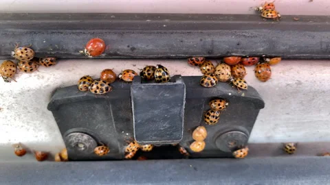 Slow motion close up swarm orange lady bugs on van exterior Stock Footage 146756926