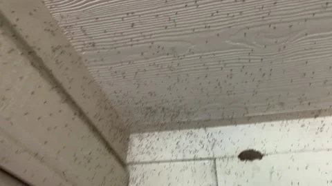 Slow motion close up of swarm of small flying midge insects Stock Footage 146756804