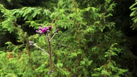 Slow Motion Close-Up of Thistle Stock Footage 312951772
