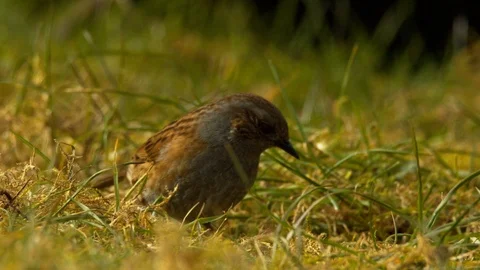 Slow motion close up of Thrush foraging in grass Stock Footage 114481812