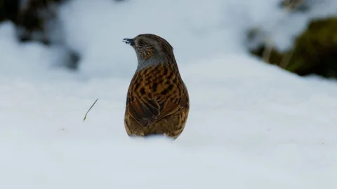 Slow motion close up of Thrush in snow Stock Footage 114463372