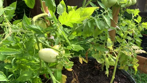 Slow motion close up of tomato plants in metal troughs in garden Stock Footage 146756761