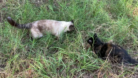 Slow motion close up tortoiseshell and siamese cats playing in grass Stock Footage 147410967