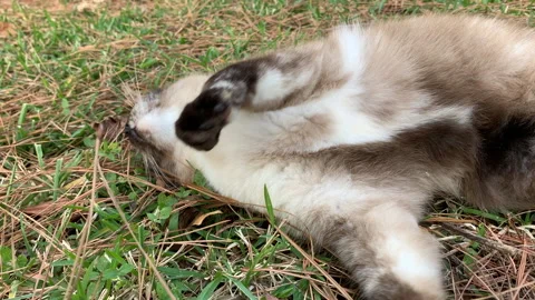 Slow motion close up tortoiseshell siamese cat rolling in grass Stock Footage 146756918