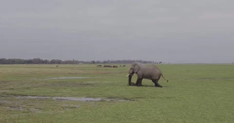 SLOW MOTION, Close up tracking drone shots of bush Elephants in Africa Stock Footage 147956068