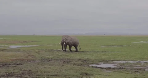 SLOW MOTION, Close up tracking drone shots of bush Elephants in Africa Vídeo Stock 147956276