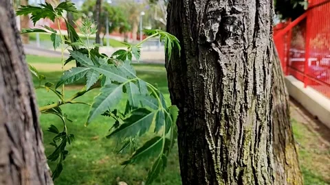 Slow Motion Close-up of Tree Bark and Green Leaves in Urban Park Video stock 334628230