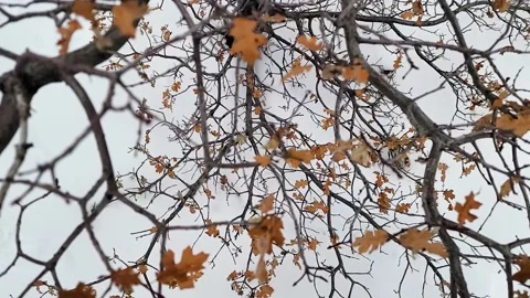 Slow Motion Close Up Tree Branches And Leaves During Winter And Snow Stock Footage 230924799