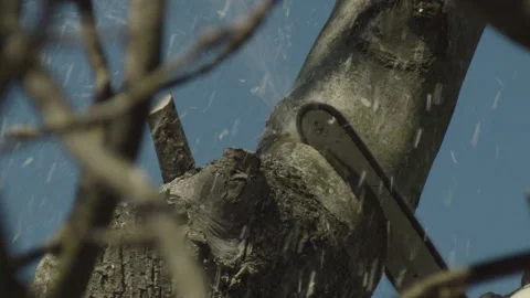 Slow Motion Close Up of a Tree Surgeon Cutting and Removing a High Branch 库存影片 137455892