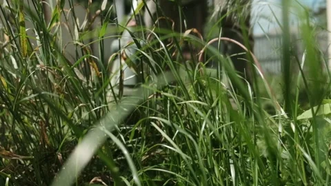 Slow motion close-up of trimming grass with electric string trimmer Video stock 310667200