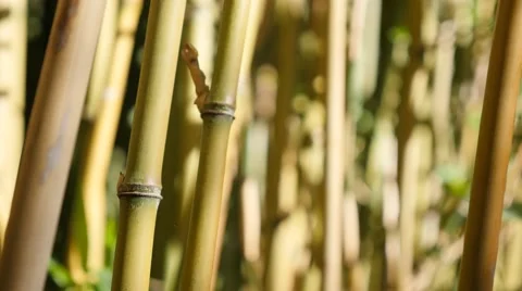 Slow motion close-up of  tropic forests   Poaceae family bamboo plants on the Stock Footage 67553709