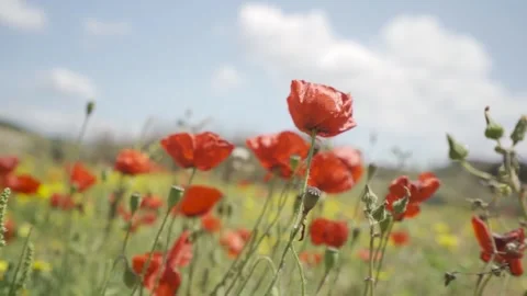 Slow motion close up of tulips being swayed by the breeze Stock Footage 257950202