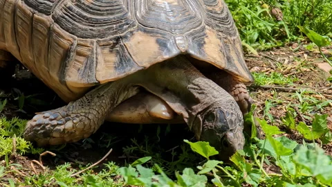 Slow motion close-up of turtle tortoise with shell eating and munching leaves Stock Footage 305589531