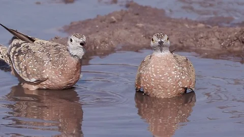 Slow motion close-up of two Burchell's sandgrouse drinking and wetting their Stock Footage 85248979