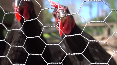 Slow Motion Close Up Of Two Cute Curious Hens Stock Footage 62181314