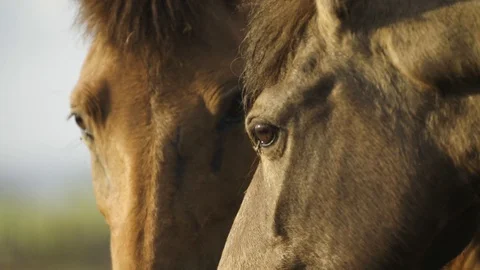Slow motion close on two horses staring at camera Stock Footage 95613797