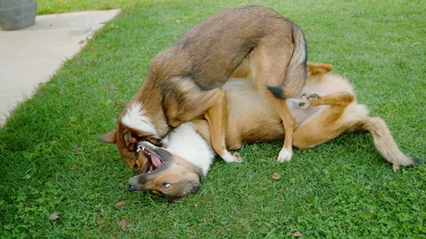 SLOW MOTION, CLOSE UP: Two lively mixed breed dogs wrestling on a green lawn Stock-Footage 312237232