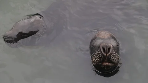Slow motion of close up of two lovely sea wolfs peeping out of the water surface 스톡 동영상 119089637