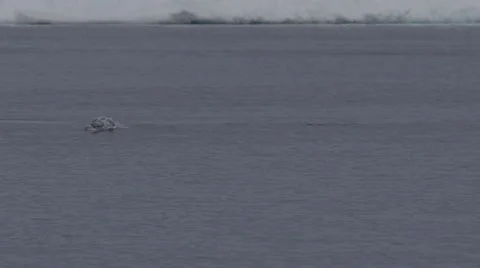 Slow motion close two narwhals surface and spout Stock Footage 64328385