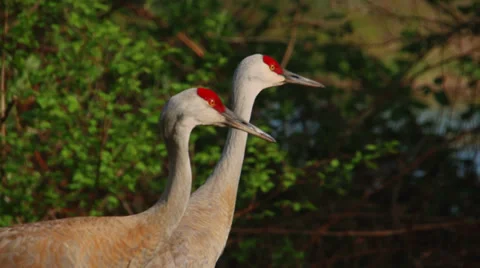 Slow Motion Close-up of Two Sandhill Cranes in Profile. Stock Footage 37449383