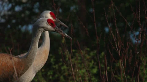 Slow Motion Close-up of Two Sandhill Cranes in Profile Stock Footage 37451695