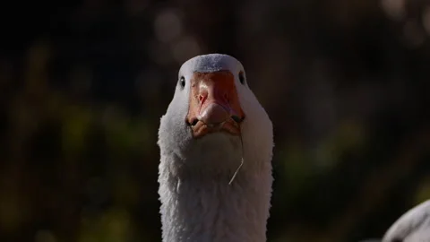 Slow motion close ups highlight a goose playfully moving its head, emphasizing Video stock 290466914