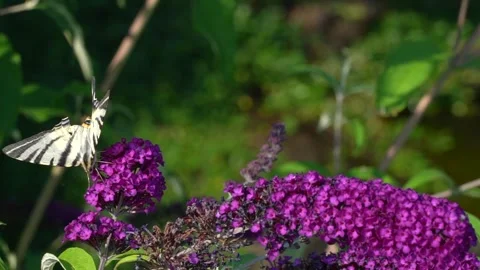 Slow motion close up video: Butterfly flies up to a flower and sits on it. Stock Footage 246534729