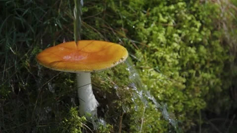 Slow-motion close-up video of a light brown fairy ring mushroom. Stock Footage 252210549