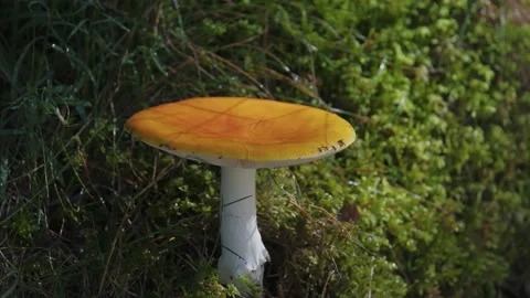 Slow-motion close-up video of a light brown fairy ring mushroom. Stock Footage 252763589